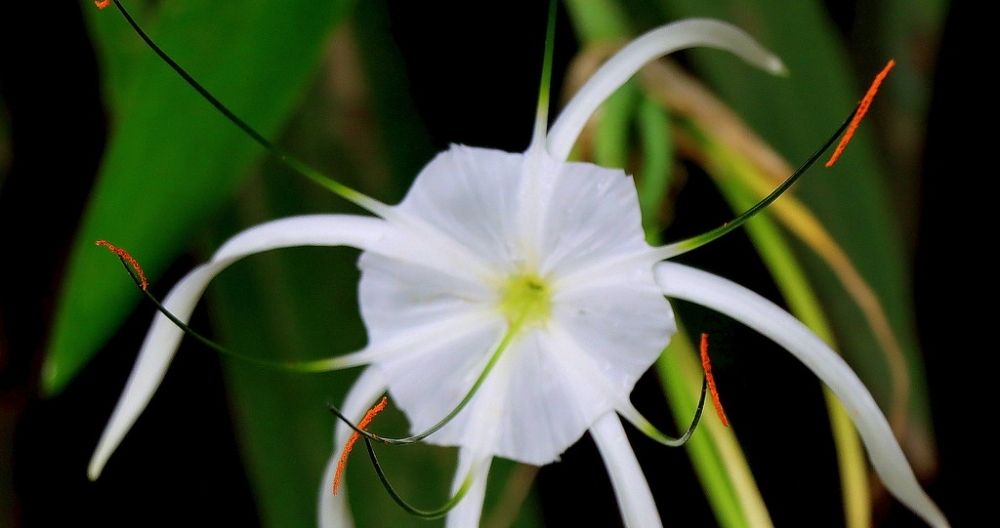Spider Lily