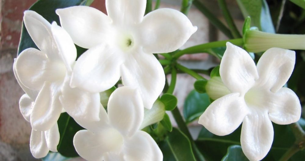 Stephanotis