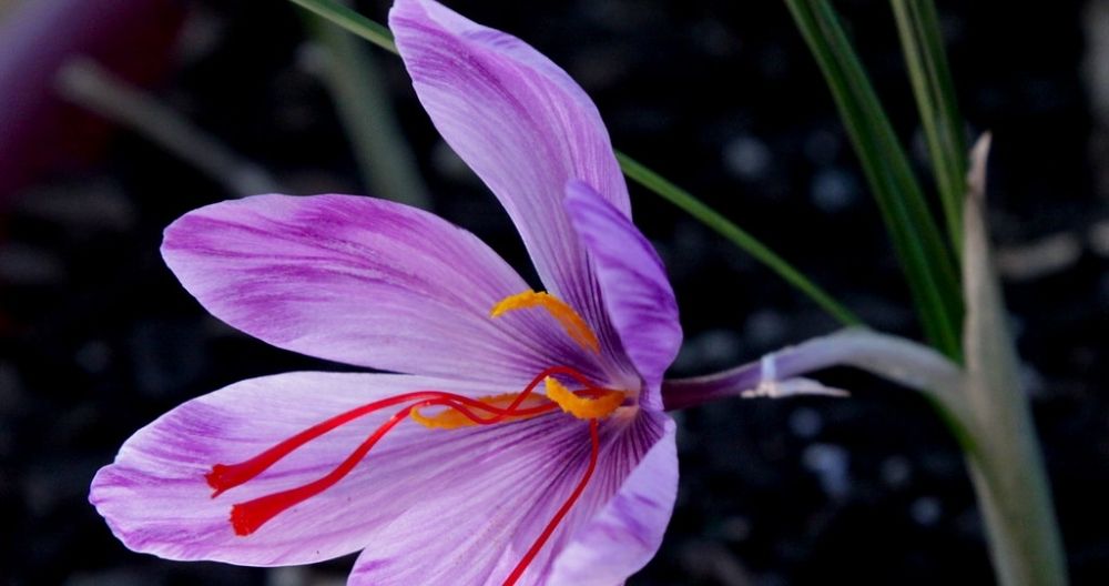 Saffron Crocus