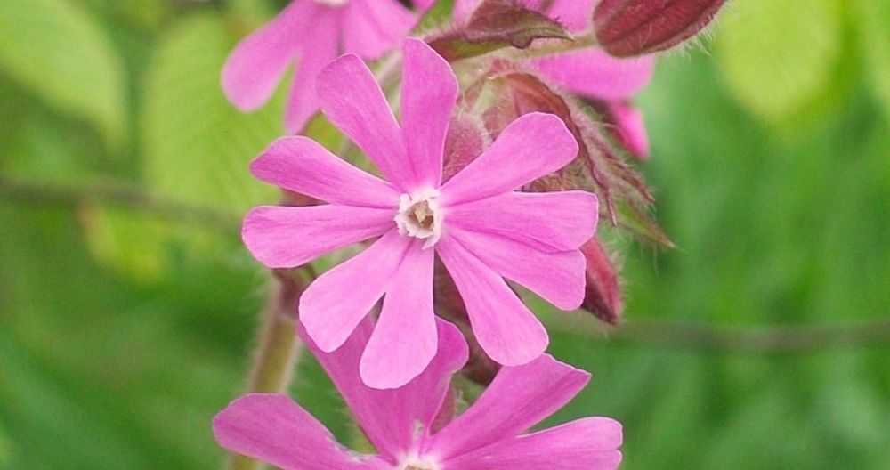 Silene