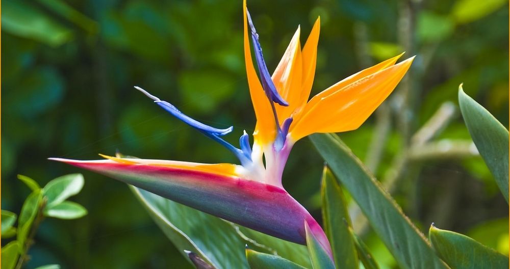 Strelitzia