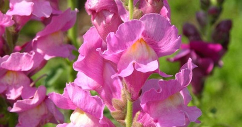 Snapdragon