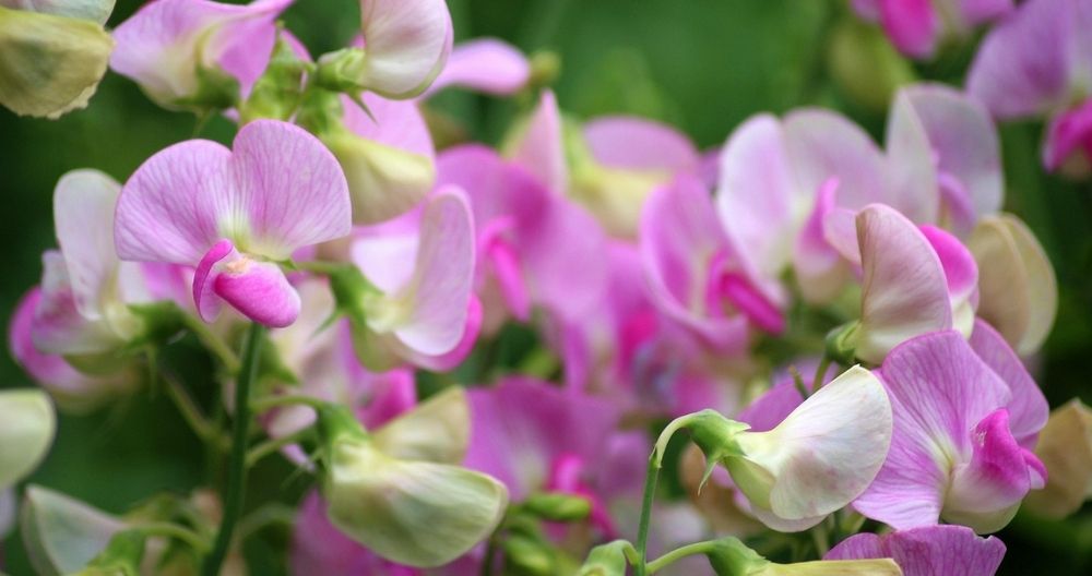 Sweet Pea