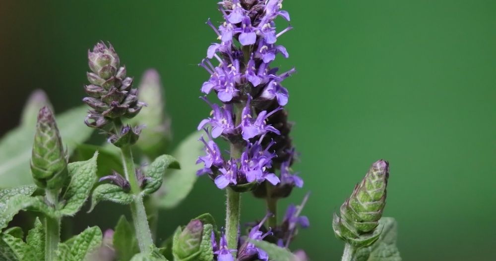 Salvia