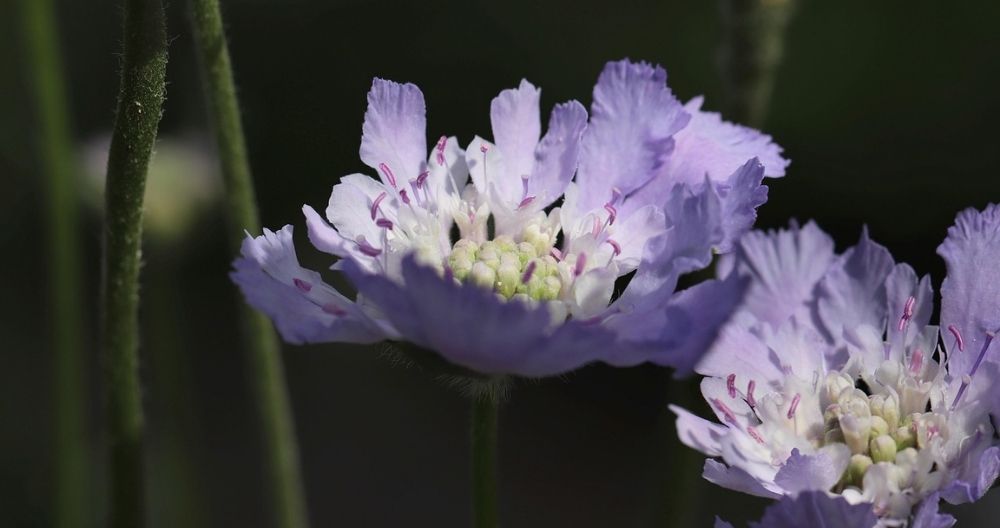 Scabiosa