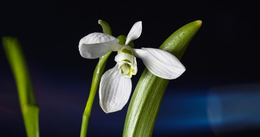 Snowdrop