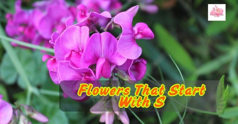 Flowers That Start With S