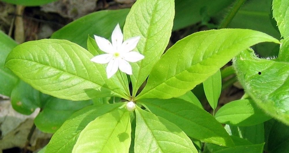 Starflower