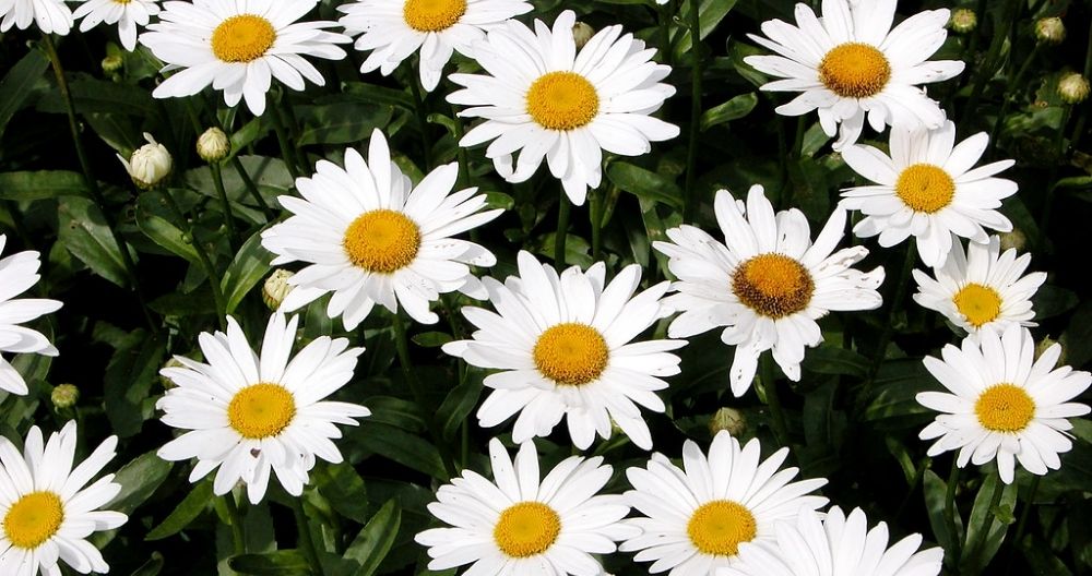 Shasta Daisy