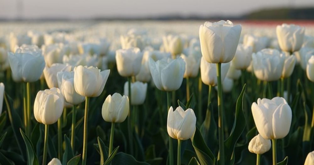 Tulip
