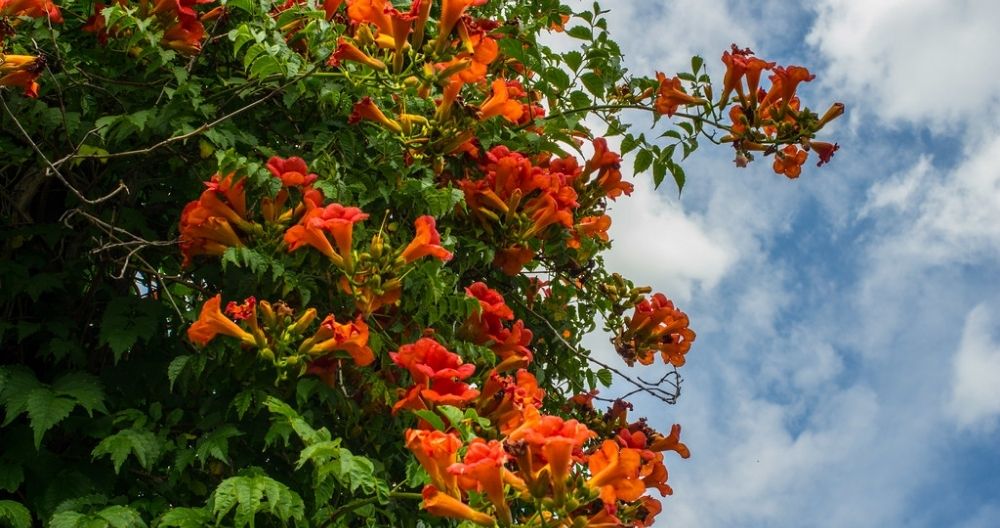 Trumpet Vine