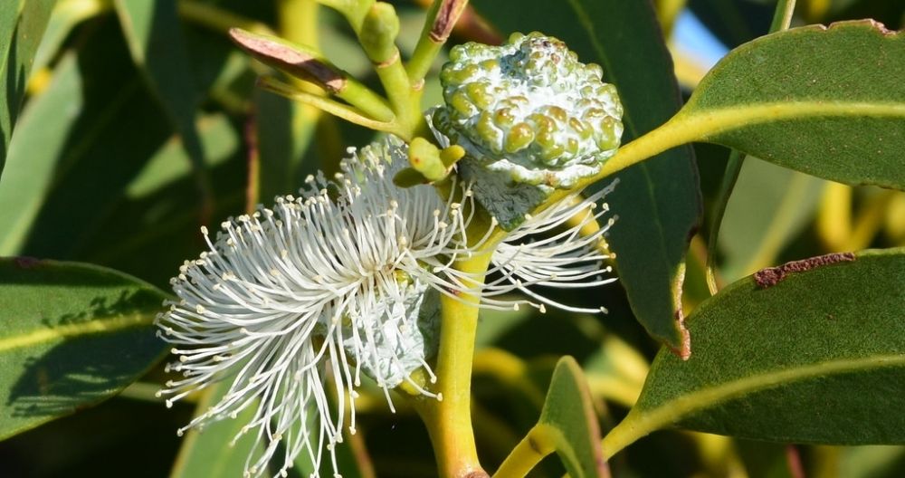 Tasmanian Blue Gum