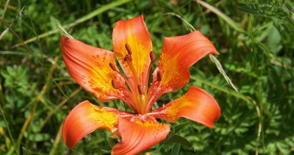 Tiger Lily