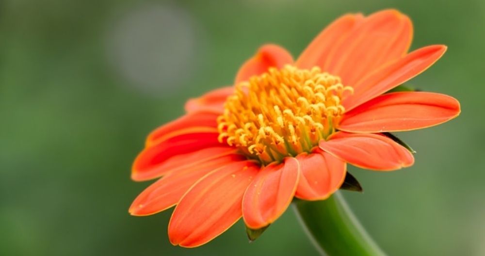 Tithonia