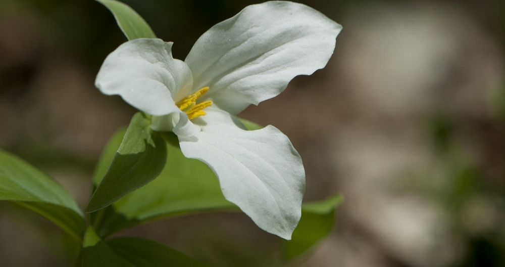 Trillium