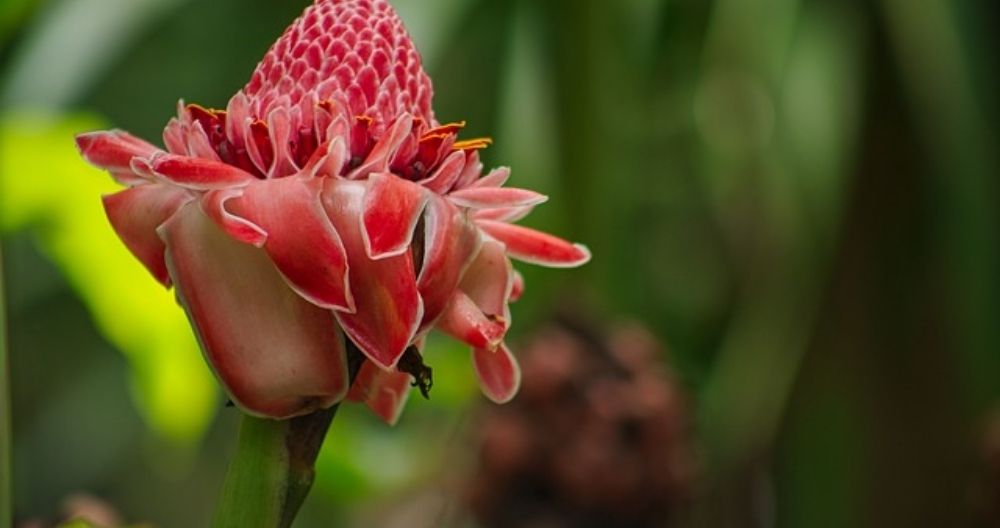Torch Ginger