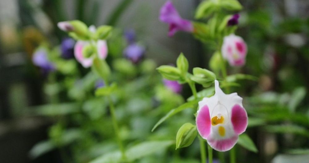 Torenia