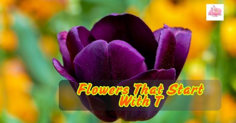 Flowers That Start With T