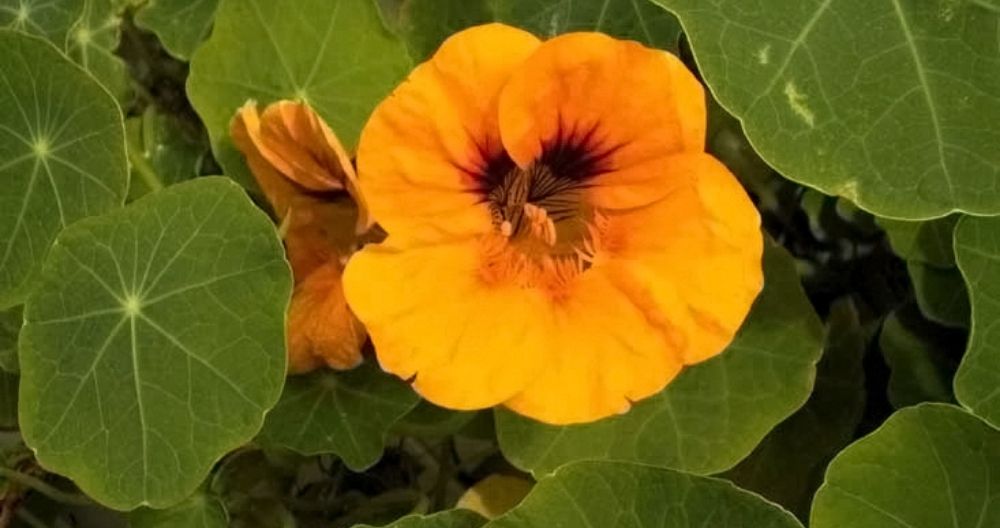 Tropaeolum