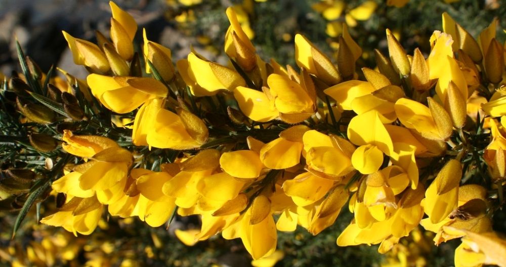 Ulex
