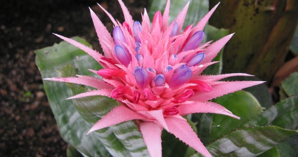 Urn Plant
