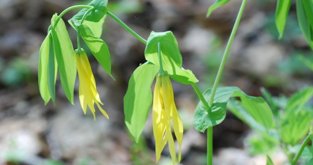 Uvularia