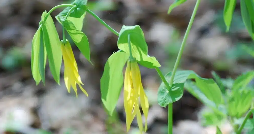 Uvularia