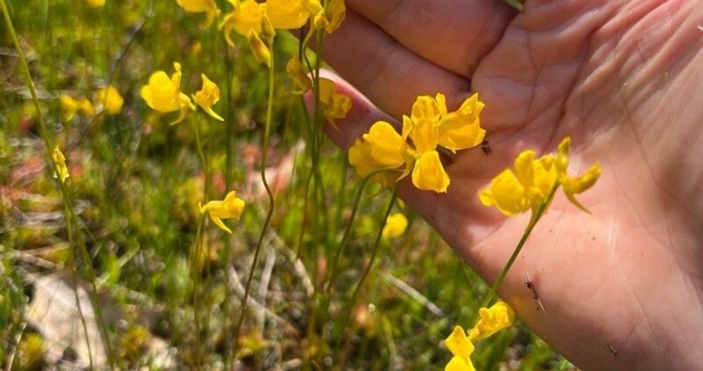 Utricularia