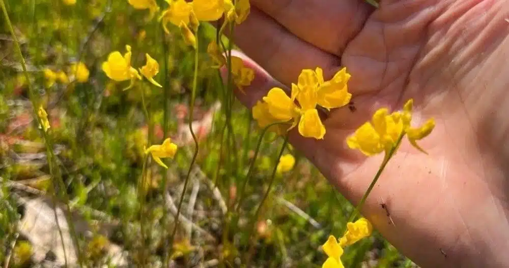 Utricularia