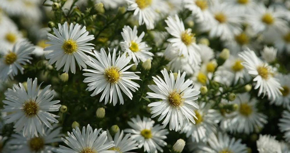 Upland White Aster