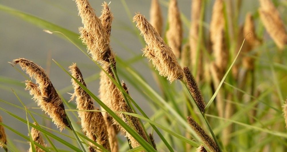 Umbrella Sedge Flowers