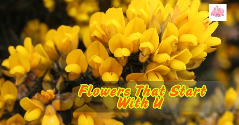 Flowers That Start With U
