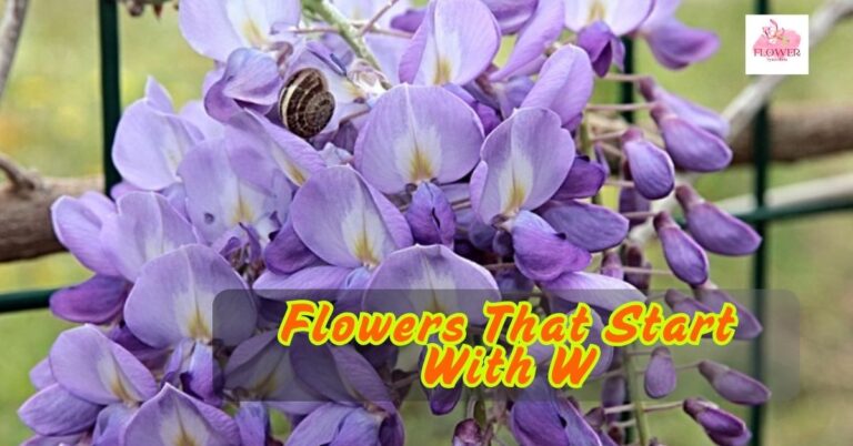 Flowers That Start With W