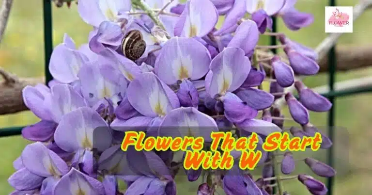 Flowers That Start With W