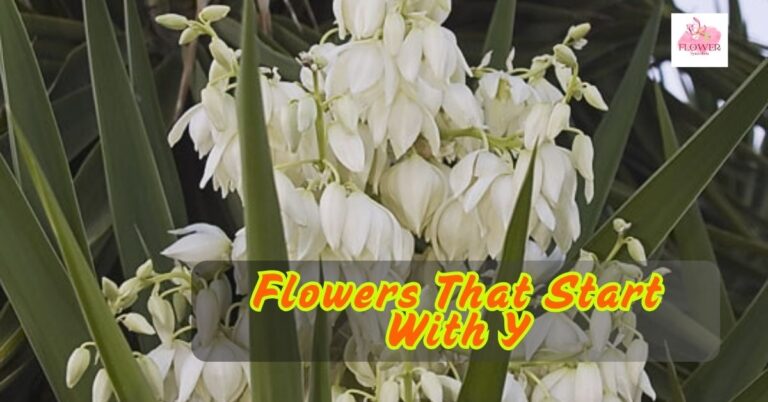 Flowers That Start With Y