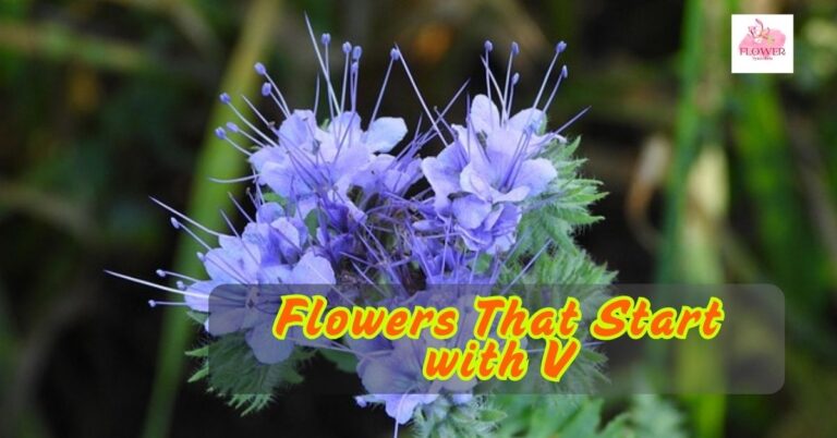 Flowers That Start with V