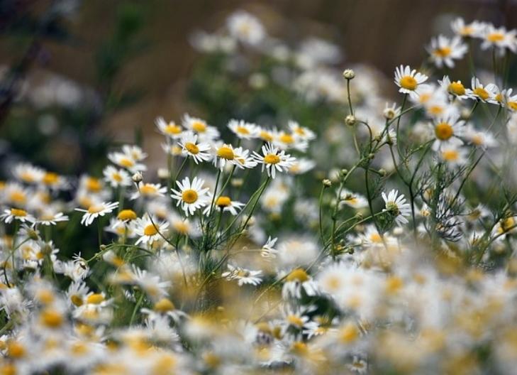 Fresh chamomile blossoms with yellow centers, representing healing and comfort