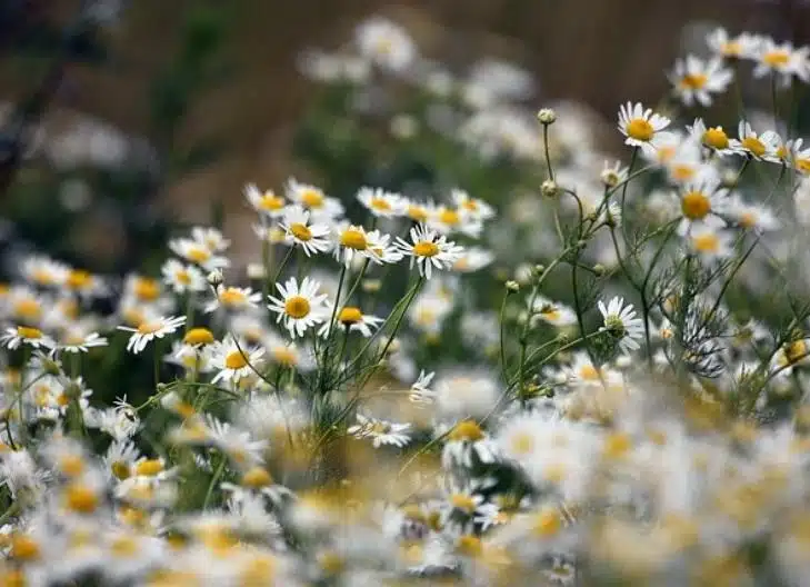 Fresh chamomile blossoms with yellow centers, representing healing and comfort