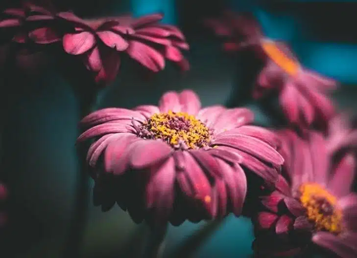 Fresh daisy petals conveying joy, beauty, and fresh starts