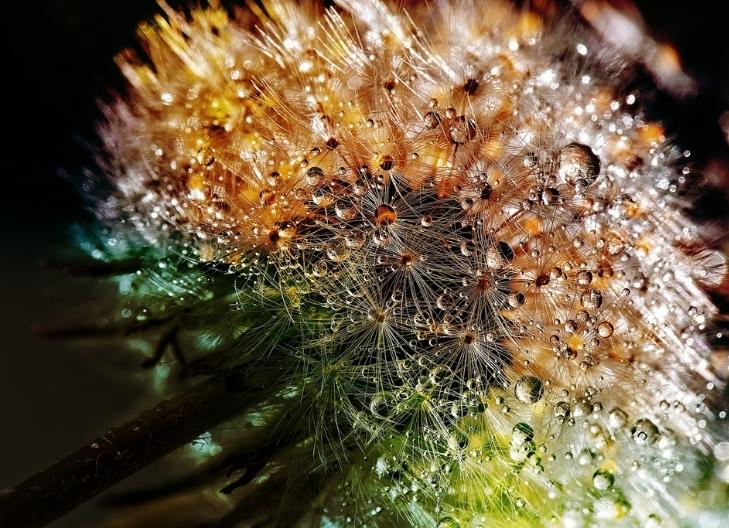 Fresh dandelion blossoms conveying purity and youthful energy