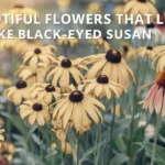 Flowers That Look Like Black-Eyed Susan
