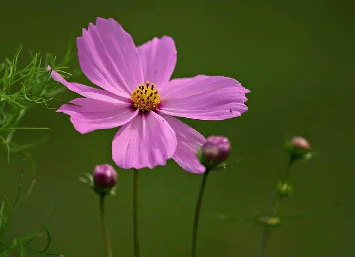 Pink cosmos petals conveying joy, positivity, and resilience