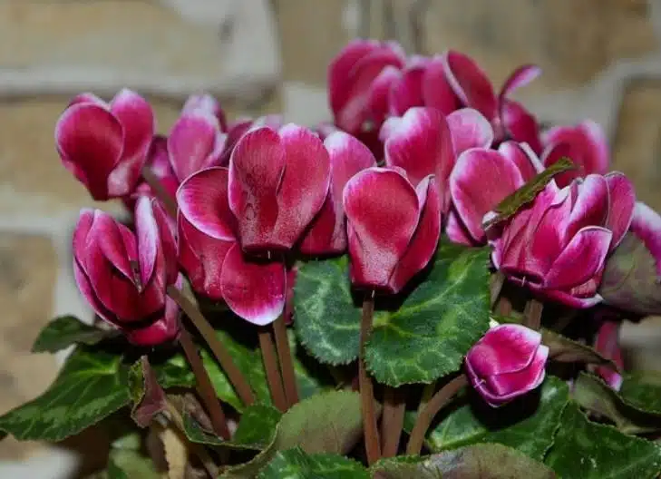 Pink cyclamen flowers symbolizing love, gratitude, and resilience