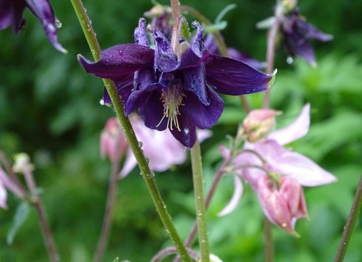 Purple and yellow columbine petals conveying beauty and joy