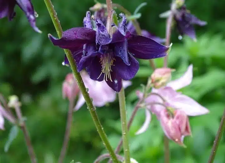 Purple and yellow columbine petals conveying beauty and joy