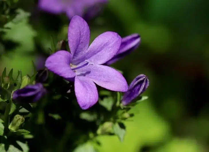 Purple campanula blossoms representing everlasting love and faithfulness
