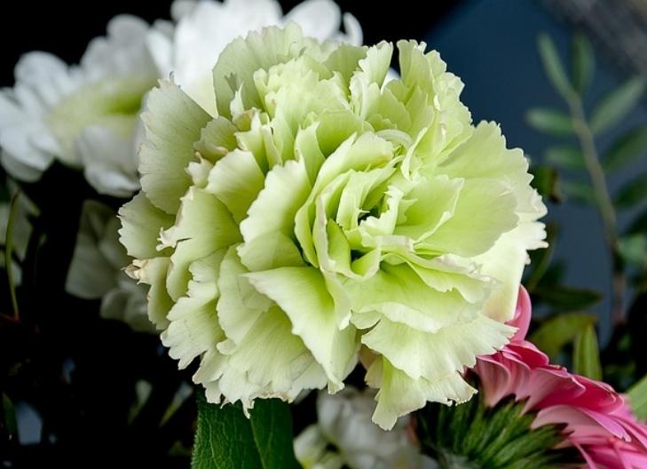 Red carnation flower standing tall, associated with passion and strength