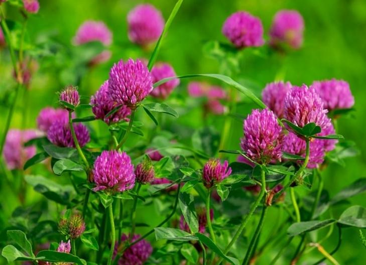 Red clover petals conveying healing, growth, and transformation