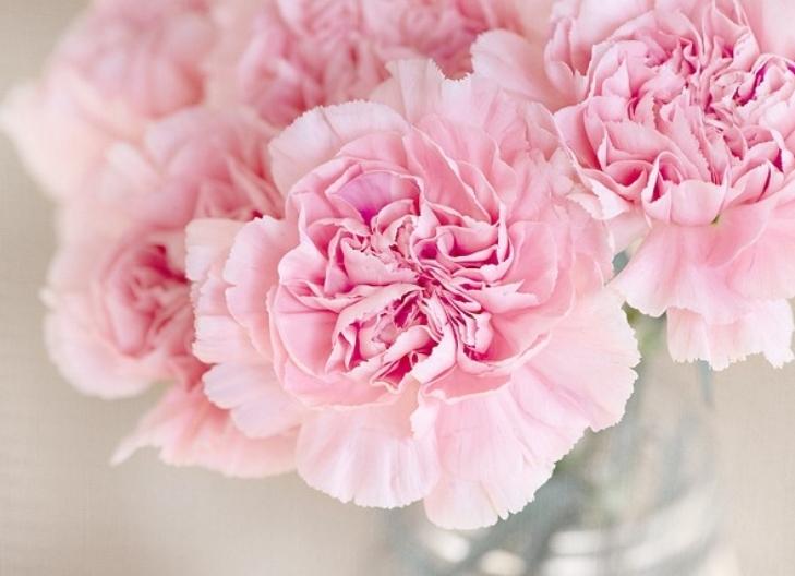 Ruffled pink carnation petals symbolizing admiration, gratitude, and love