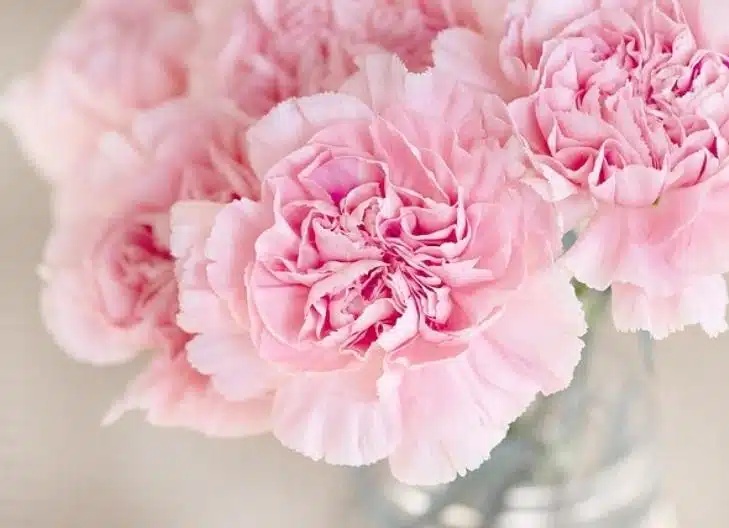 Ruffled pink carnation petals symbolizing admiration, gratitude, and love